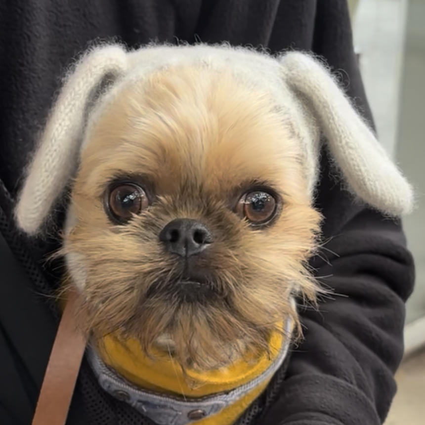 Profile photo of Dory